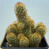 Mammillaria elongata Cactus for Sale | Golden-Spined, Clumping Succulent, Easy Care, Beginner-Friendly