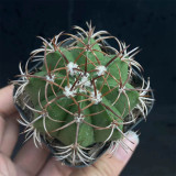 Melocactus matanzanus | Dwarf Turk's Cap Cactus | Rare, Compact & Low-Maintenance Indoor Succulent
