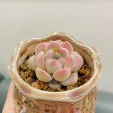 Echeveria 'Peach Pride'‌ - Beginner-Friendly Succulent with Peach-Pink Jelly Leaves for Desktop Decor
