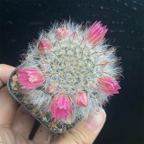 Mammillaria bocasana – Fluffy, White, Fuzzy Succulent Plant | Low-Maintenance, Beginner-Friendly Indoor & Outdoor Cactus