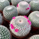 Mammillaria hahniana Cactus for Sale - Old Lady Cactus, Fluffy White Indoor Succulent with Pink Blooms