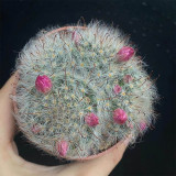 Mammillaria bocasana – Fluffy, White, Fuzzy Succulent Plant | Low-Maintenance, Beginner-Friendly Indoor & Outdoor Cactus
