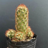Mammillaria elongata Cactus for Sale | Golden-Spined, Clumping Succulent, Easy Care, Beginner-Friendly