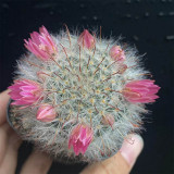 Mammillaria bocasana – Fluffy, White, Fuzzy Succulent Plant | Low-Maintenance, Beginner-Friendly Indoor & Outdoor Cactus