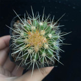 Echinocactus grusonii for Sale | Golden Barrel Cactus, Low Maintenance Spherical Succulent with Golden Spines
