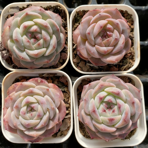 Echeveria cv. 'Moon Star' - Soft Colored Succulent for Sunny Windowsills