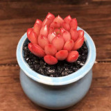 Sedeveria 'Pink Ruby' - Low Maintenance Color Changing Succulent for Home & Garden