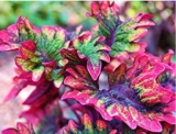 Giant Exhibition Complete Mix Coleus Seeds Easy to Grow