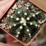 Gymnocalycium hybrid 'Rib Peony' – Collector's 'Rib Peony' Cactus with Geometric Ribs & Low-Maintenance Indoor Succulent