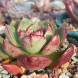 Echeveria cv. 'Bullfighter' - A vibrant, drought-tolerant, sun-loving succulent ideal for windowsills