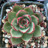 Echeveria cv. 'Bullfighter' - A vibrant, drought-tolerant, sun-loving succulent ideal for windowsills