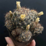 Mammillaria prolifera Cactus for Sale | Clumping Soft-Spine Pincushion Cactus, Beginner-Friendly Indoor Desert Plant