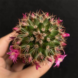 Mammillaria spinosissima Cactus for Sale | Fire-Spined, Beginner-Friendly, Flowering Succulent