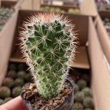 Mammillaria spinosissima Cactus for Sale | Fire-Spined, Beginner-Friendly, Flowering Succulent