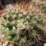 Mammillaria mammillaris 'Cangbaotian' – Beginner-Friendly Succulent, Woolly Areoles & Pale Spines