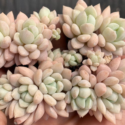 Echeveria 'Jade Ruyi' - Drought Tolerant Succulent for Sunny Windowsills & Balconies