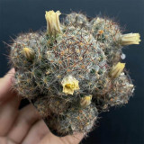 Mammillaria prolifera Cactus for Sale | Clumping Soft-Spine Pincushion Cactus, Beginner-Friendly Indoor Desert Plant