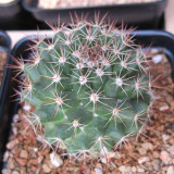 Mammillaria mammillaris 'Cangbaotian' – Beginner-Friendly Succulent, Woolly Areoles & Pale Spines
