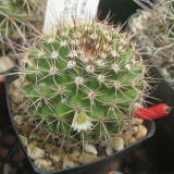 Mammillaria mammillaris 'Cangbaotian' – Beginner-Friendly Succulent, Woolly Areoles & Pale Spines