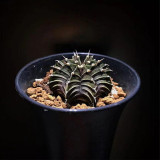 Gymnocalycium hybrid 'Rib Peony' – Collector's 'Rib Peony' Cactus with Geometric Ribs & Low-Maintenance Indoor Succulent