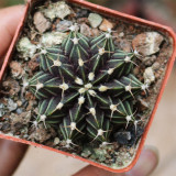 Gymnocalycium hybrid 'Rib Peony' – Collector's 'Rib Peony' Cactus with Geometric Ribs & Low-Maintenance Indoor Succulent