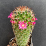 Mammillaria spinosissima Cactus for Sale | Fire-Spined, Beginner-Friendly, Flowering Succulent