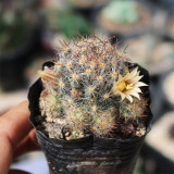 Mammillaria prolifera Cactus for Sale | Clumping Soft-Spine Pincushion Cactus, Beginner-Friendly Indoor Desert Plant