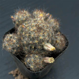 Mammillaria prolifera Cactus for Sale | Clumping Soft-Spine Pincushion Cactus, Beginner-Friendly Indoor Desert Plant
