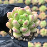 Echeveria cv. 'Shangri-La' - Excellent ornamental value, perfect for desktops and windowsills