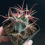 Ferocactus emoryi covillei for Sale – Dragon Crown Barrel Cactus, Red Spine Drought-Tolerant Sonoran Desert Succulent