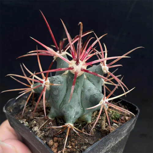 Ferocactus emoryi covillei for Sale – Dragon Crown Barrel Cactus, Red Spine Drought-Tolerant Sonoran Desert Succulent