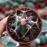 Ferocactus emoryi covillei for Sale – Dragon Crown Barrel Cactus, Red Spine Drought-Tolerant Sonoran Desert Succulent