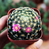 Mammillaria schiedeana for Sale | Star Cactus with Soft Spines, Pet-Safe & Easy Care Indoor Succulent
