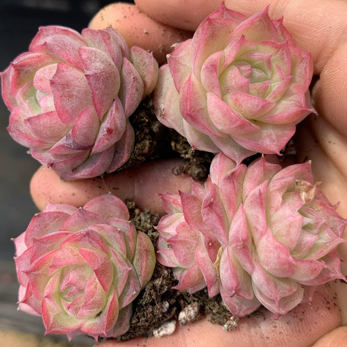 Echeveria cv. 'Pandora Queen' - Seasonally Color-Changing Succulent, Ideal for Beginners