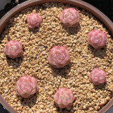 Echeveria cv. 'Pandora Queen' - Seasonally Color-Changing Succulent, Ideal for Beginners