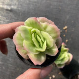 Echeveria 'Pinkola' - Thin Icy Pink Leaves, Low Maintenance Indoor Succulent