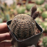 Lobivia arachnacantha 'Huihuang' Cactus for Sale – Clumping Yellow Bloom Succulent, Easy Care Indoor Outdoor Plant