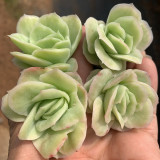Echeveria 'Pinkola' - Thin Icy Pink Leaves, Low Maintenance Indoor Succulent