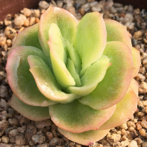 Echeveria 'Pinkola' - Thin Icy Pink Leaves, Low Maintenance Indoor Succulent