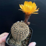 Lobivia arachnacantha 'Huihuang' Cactus for Sale – Clumping Yellow Bloom Succulent, Easy Care Indoor Outdoor Plant