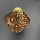 Frailea aurea | Miniature, Drought-Tolerant Succulent for Indoor Desktop & Beginner Collection