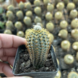 Frailea aurea | Miniature, Drought-Tolerant Succulent for Indoor Desktop & Beginner Collection