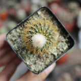 Frailea aurea | Miniature, Drought-Tolerant Succulent for Indoor Desktop & Beginner Collection