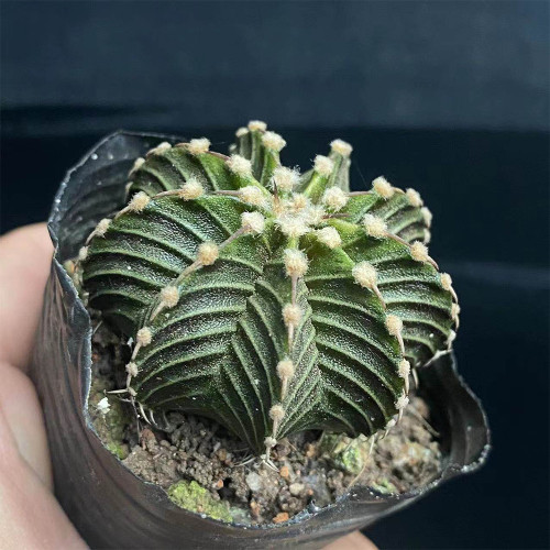 Gymnocalycium stenopleurum Cactus for Sale | Rare Geometric Globe Cactus, Low-Maintenance Indoor Succulent