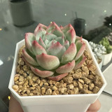 Echeveria chihuahuaensis - Pink-Edged Leaves, Easy Care for Beginners