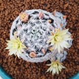 Mammillaria duwei for Sale | Pincushion Cactus with Pale Yellow Flowers, Easy-Care Indoor Succulent for Beginners