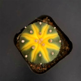 Astrophytum asterias Variegata for Sale | Rare Variegated Star Cactus, Spineless Succulent, Low-Maintenance Plant