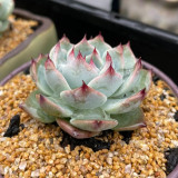 Echeveria chihuahuaensis - Pink-Edged Leaves, Easy Care for Beginners