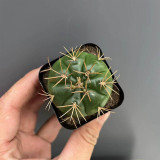Gymnocalycium eurypleurum Cactus | Golden Spines, White Flowers, Low-Maintenance Globular Succulent for Beginners