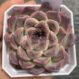 Echeveria cv. 'Purple Fairy'‌ - Sun-Loving, Drought-Tolerant, Low Maintenance Plant